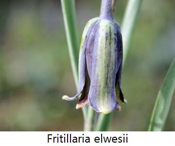 Fritillaria elwesii